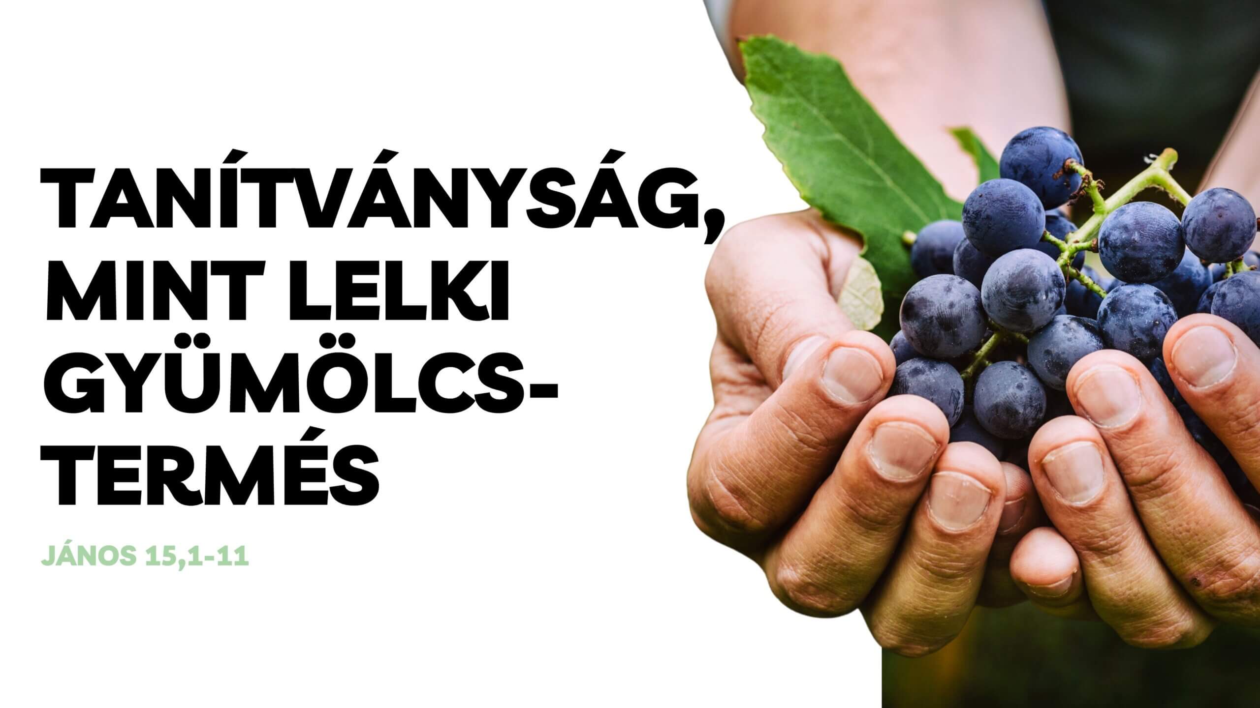 Tanítványság, mint lelki gyümölcstermés